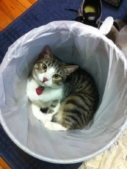 猫突然不见了该怎么办,早上喂猫发现猫不见了