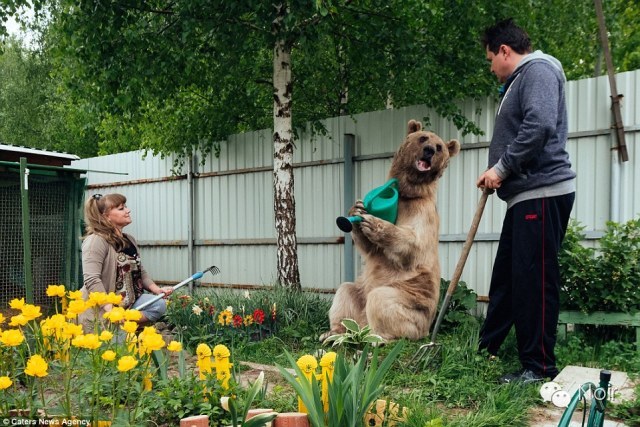 两米长、重300磅的熊成为家庭成员，和你一起看电视做家务，如何？