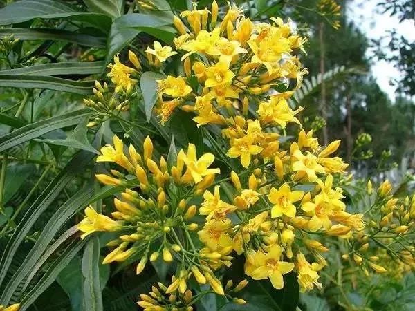 扩散丨清明扫墓，见到这种花千万不要摘，是毒药之王！