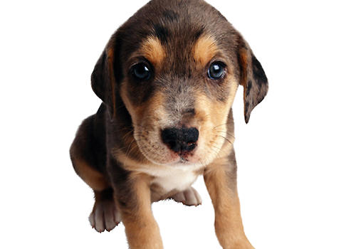 如何给狗狗快速止血,给狗狗脚底止血的最好方法