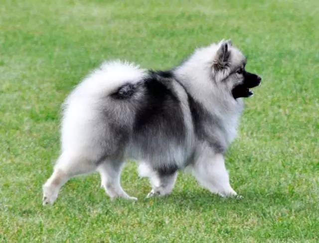 极品丁香色陨石边牧图片,陨石色边牧为什么不建议养