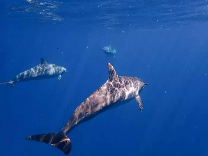 毛里求斯旅游计划,毛里求斯岛旅游