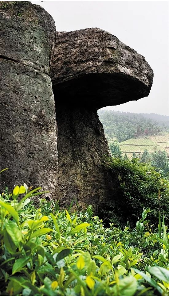 会稽之巅,东阳市婺州东白茶开采节