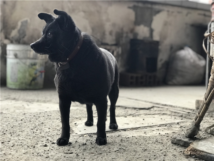 乱逛|曾经我总是跟着大人赶犀浦