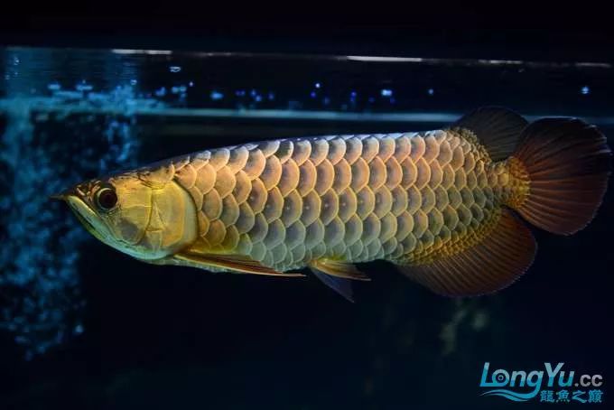 一招教你选龙鱼,龙鱼饲养经验交流