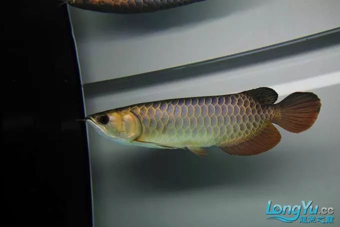 一招教你选龙鱼,龙鱼饲养经验交流