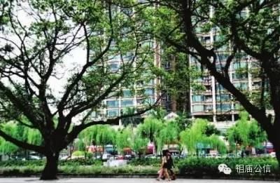 好消息佛山禅城,佛山吸引人的地方