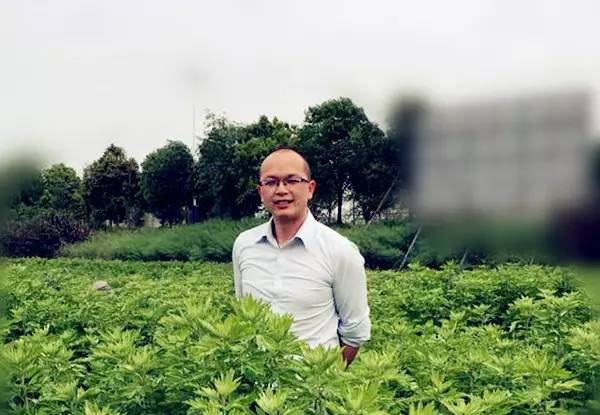 蕲艾文化节专题④▏是这些人敬艾为宝，才让蕲艾成为传奇！