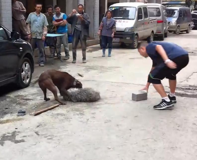 比特犬撕咬萨摩耶,主人屡次狠打比特犬,眼看就要置萨摩耶于死地