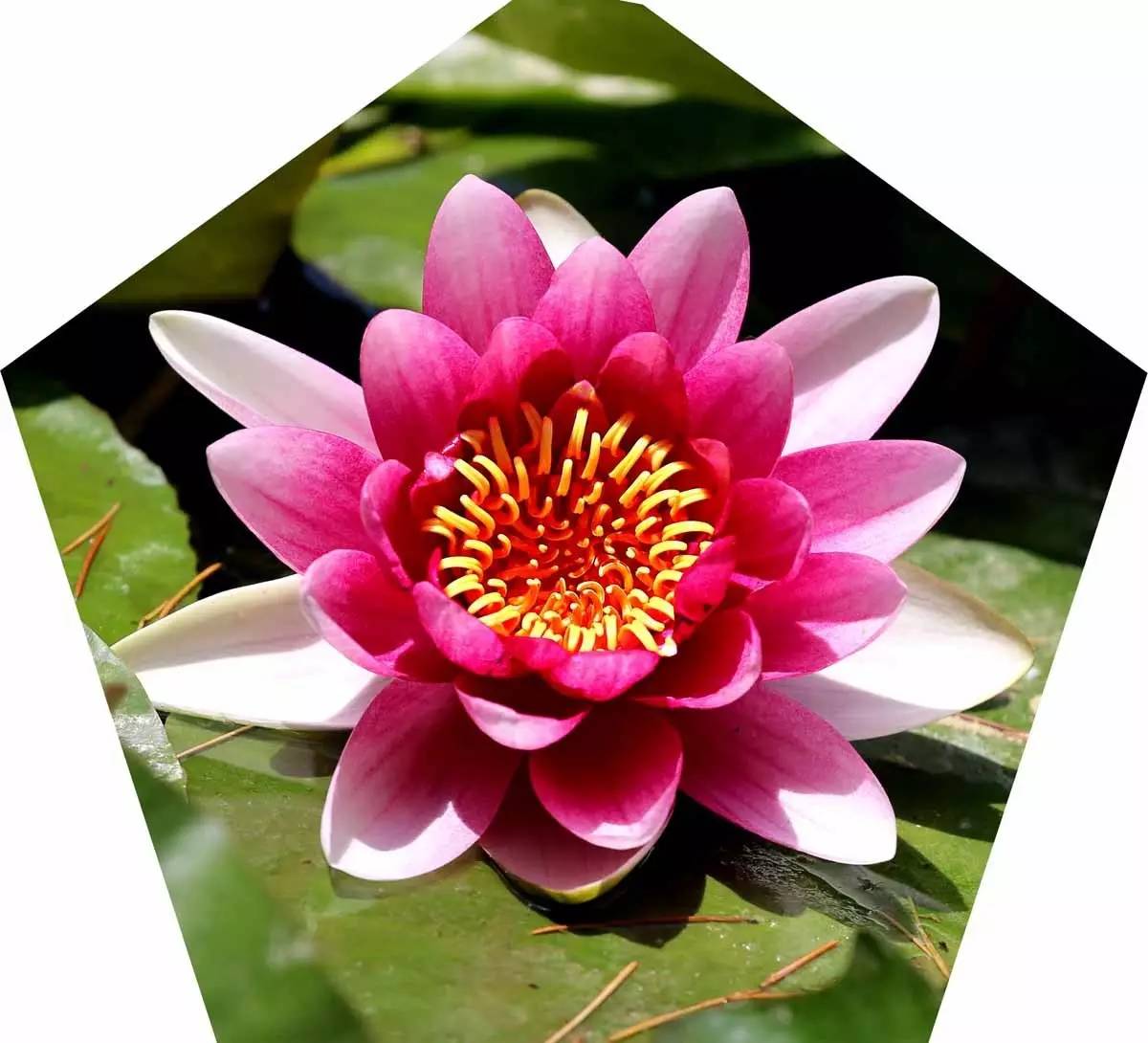 睡莲和荷花的区别在哪,睡莲与荷花有什么区别和联系