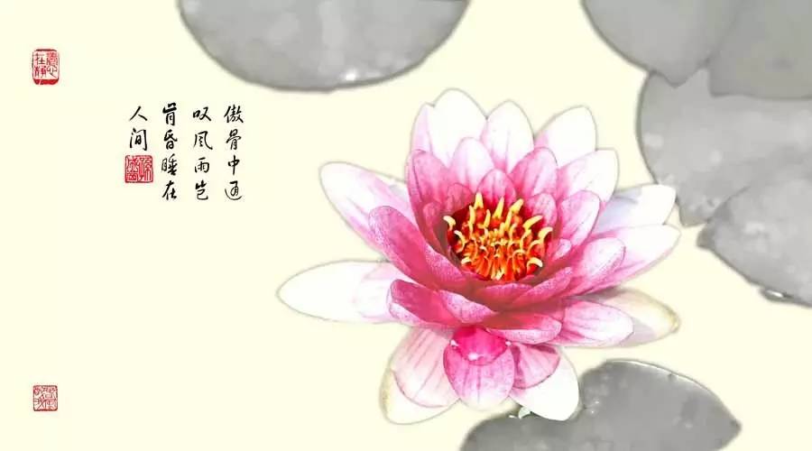 睡莲和荷花的区别在哪,睡莲与荷花有什么区别和联系