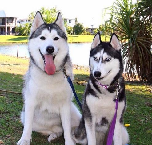 铲屎官回家看到这一幕,铲屎官回家的反应