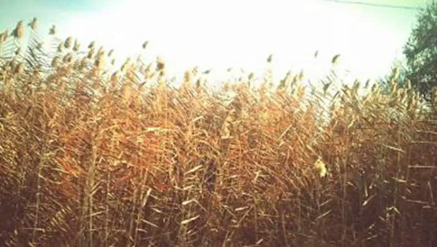 月白风清春华秋实,满仓和静梅爱情