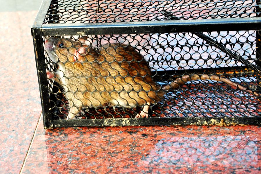 硕鼠硕鼠无食我黍,硕鼠硕鼠无食我黍是什么意思