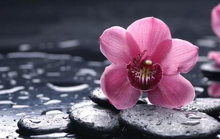 精神分析的四大流派,精神分析的四大理论