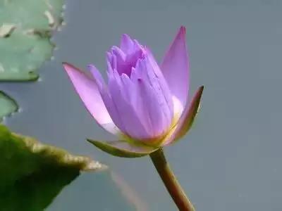 迎接父亲节：紫溪半岛的2000株紫薇花竞相绽放！限时免费欣赏