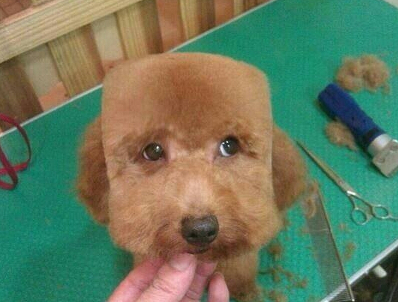 为了省钱自己给狗剪毛搞笑,给宠物狗剪毛它不听话怎么办