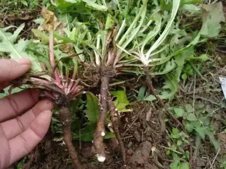 正安真实事件,正安谣言