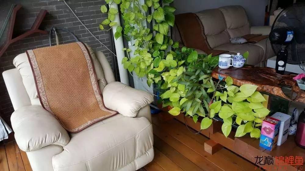 子母生态缸丨庭院深，深，深几许？