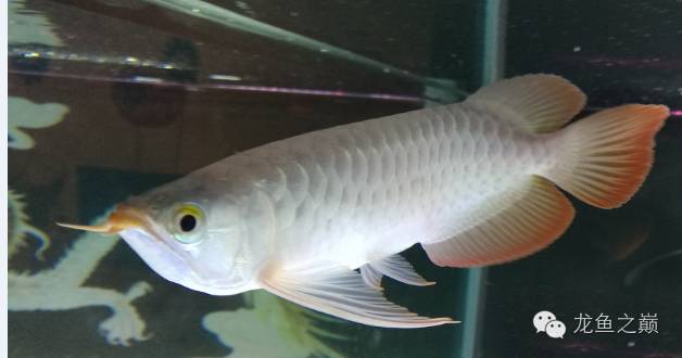 慢慢爱上养鱼,年纪到了爱上养鱼