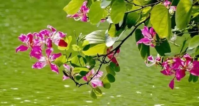 海口一座不需要滤镜的城市,海口一线海景