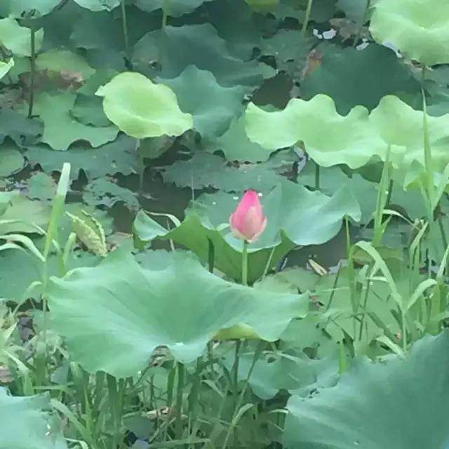 迎接父亲节：紫溪半岛的2000株紫薇花竞相绽放！限时免费欣赏