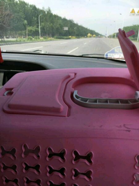 重庆捡到约克夏狗狗,捡破烂的爷爷捡到了一只约克夏