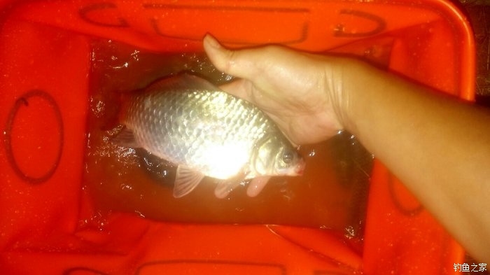 秋浦河冬钓板鲫,夜钓王二河图片