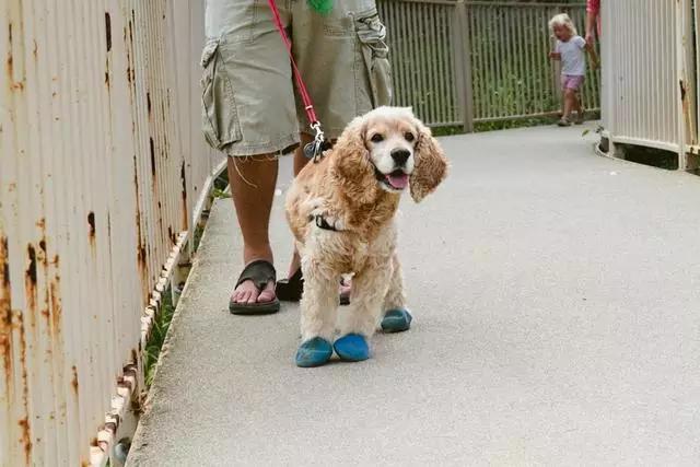 狗狗的爪爪可以护理吗,狗狗小肉垫可以抹点什么