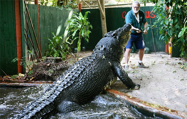 盘点鳄鱼的六大天敌都有哪个,盘点鳄鱼的十大天敌