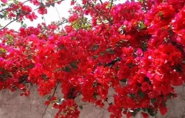 海口一座不需要滤镜的城市,海口一线海景