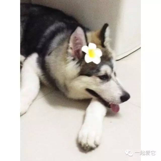 狗拉拉阿拉斯加,拉拉和阿拉斯加