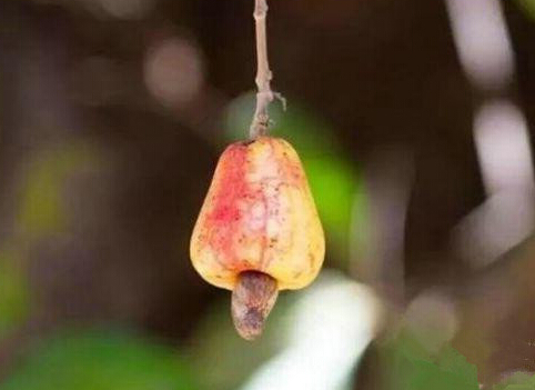 小心这几种食物不能经常吃,专家告诫十种食物不能多吃