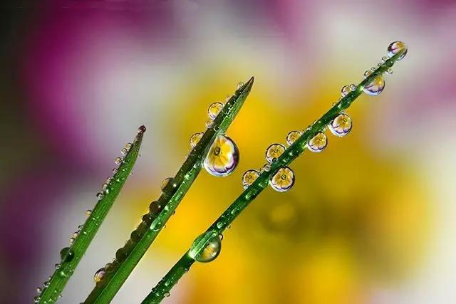 这些镜头里的花，让我瞬间变“花痴”