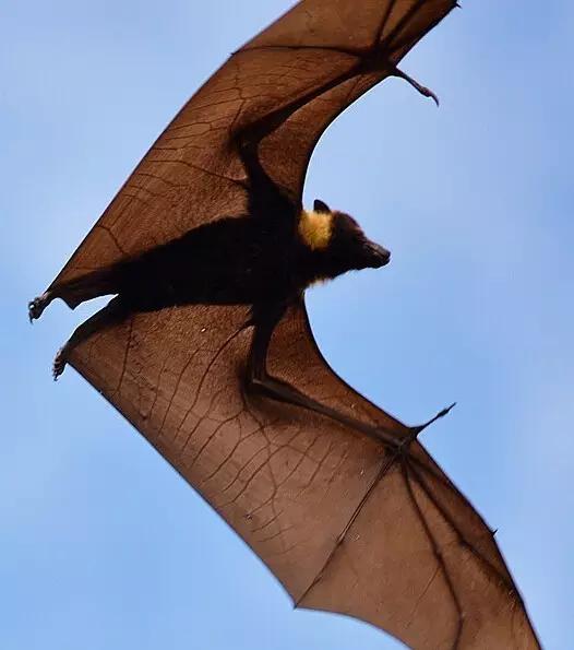 又有一个神秘岛国对中国免签,这个以胖为美的国家,美到极致!