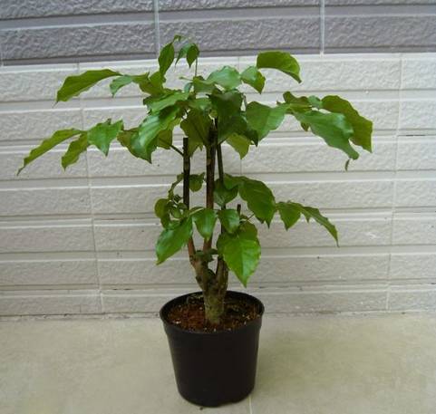 绿宝室内养殖叶子慢慢发黄,绿宝在北方的养殖方法