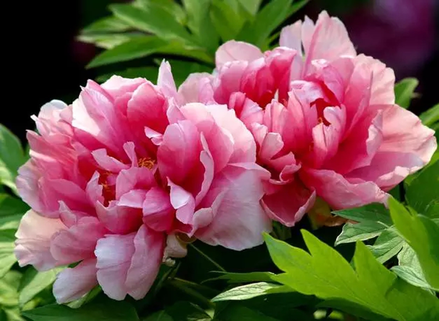 汉字字形字音之美,汉字有字音之美