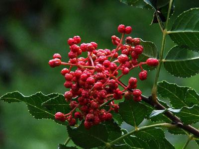 乳腺炎涨奶小偏方,浆细胞乳腺炎的小偏方