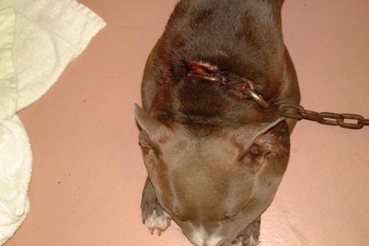 狗狗被蜇,狗狗疑似被蜜蜂蛰成球肿成馒头