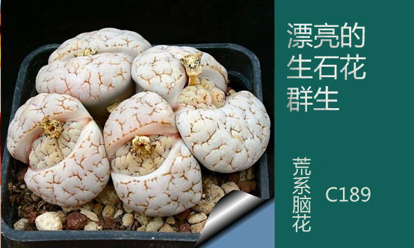 云南多肉植物生石花,南非多肉盆栽生石花