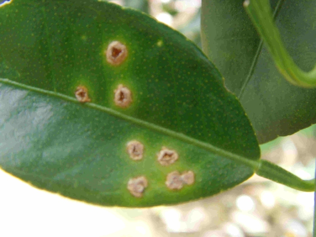 轻松七步走，让脐橙和溃疡病大声说拜拜