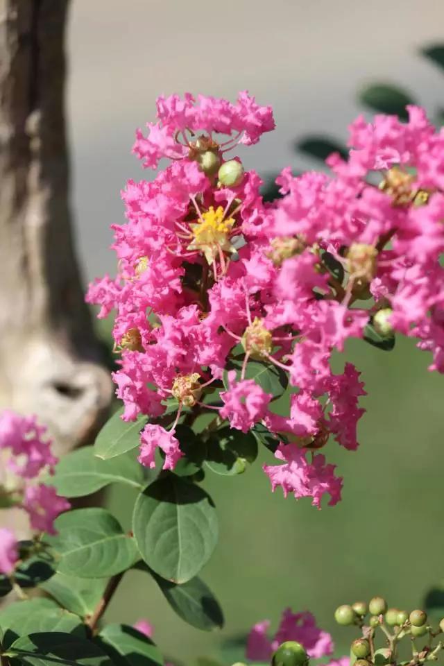 紫薇又叫痒痒树,千年红皮紫薇树