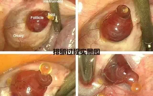 造人计划之前需要做的事,造人计划必须做的事