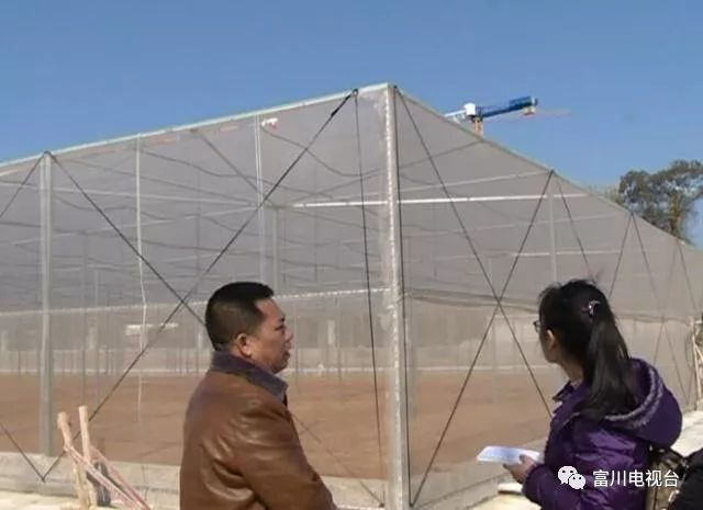 富川自家果园种植脐橙,最新富川脐橙果园