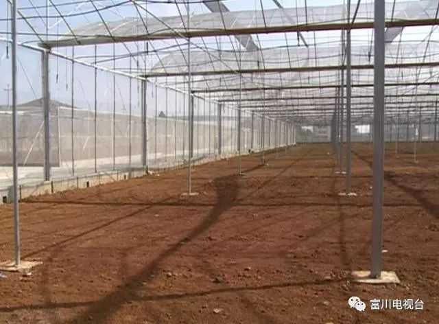 富川自家果园种植脐橙,最新富川脐橙果园