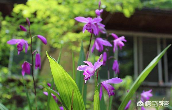 种一亩白芨要多少种苗,白芨种苗种植与栽培采用什么技术