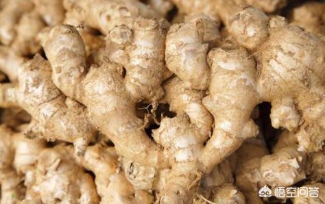 生姜干瘪了是什么原因,怎样储存生姜保鲜不发霉不干瘪