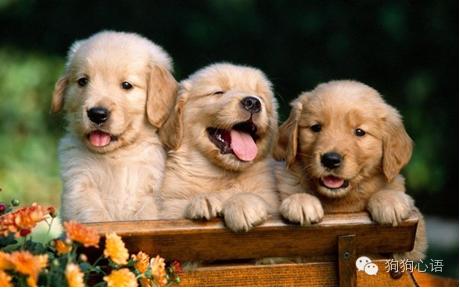 怀孕养狗真的会造成胎儿畸形么,怀孕期间家里养狗对宝宝有影响吗