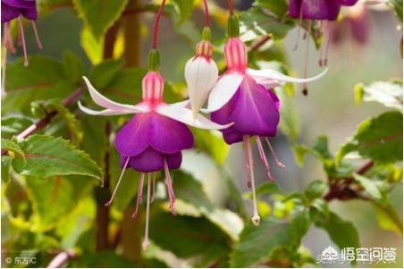 倒挂金钟叶子发蔫能喷水吗,倒挂金钟肥料上多了怎么办