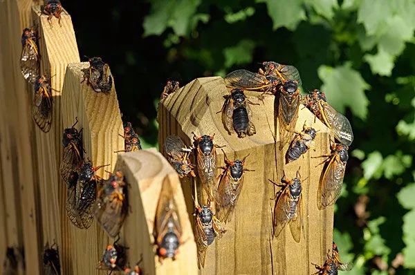 寻找素数基本公式,如何用最快的方法判断是否是素数